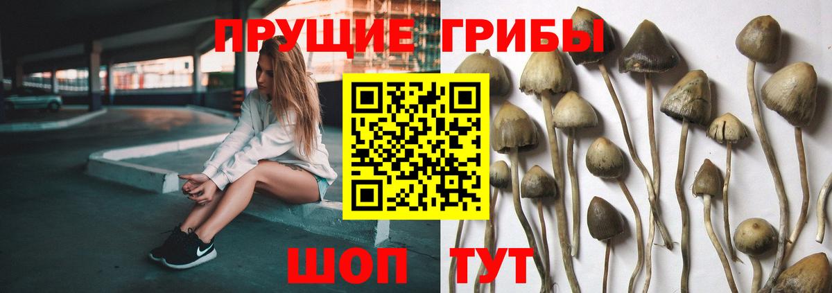 Воскресенск  Псилоцибиновые грибы GOLDEN TEACHER  купить  сайты  Вход с VPN  Галлюциногенные грибы мицелий 
